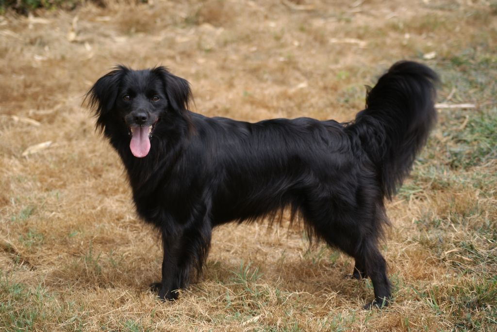 Nanook De L'Ombre Du Verger De Mync